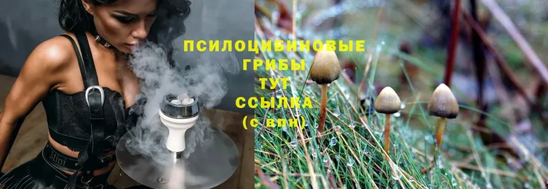 Галлюциногенные грибы MAGIC MUSHROOMS  где купить   Набережные Челны 